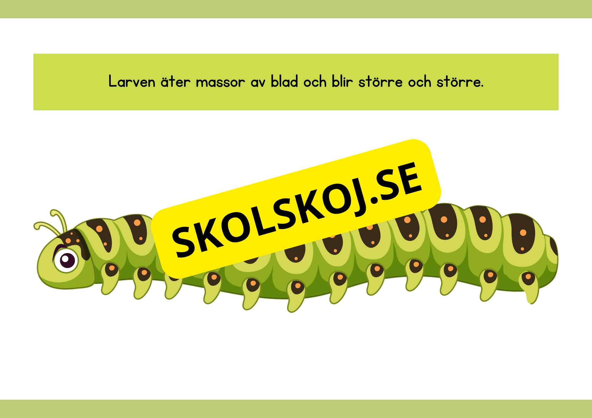 Fjärilens livscykel - Enkelt förklarat