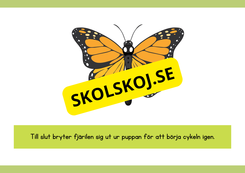 Fjärilens livscykel - Enkelt förklarat