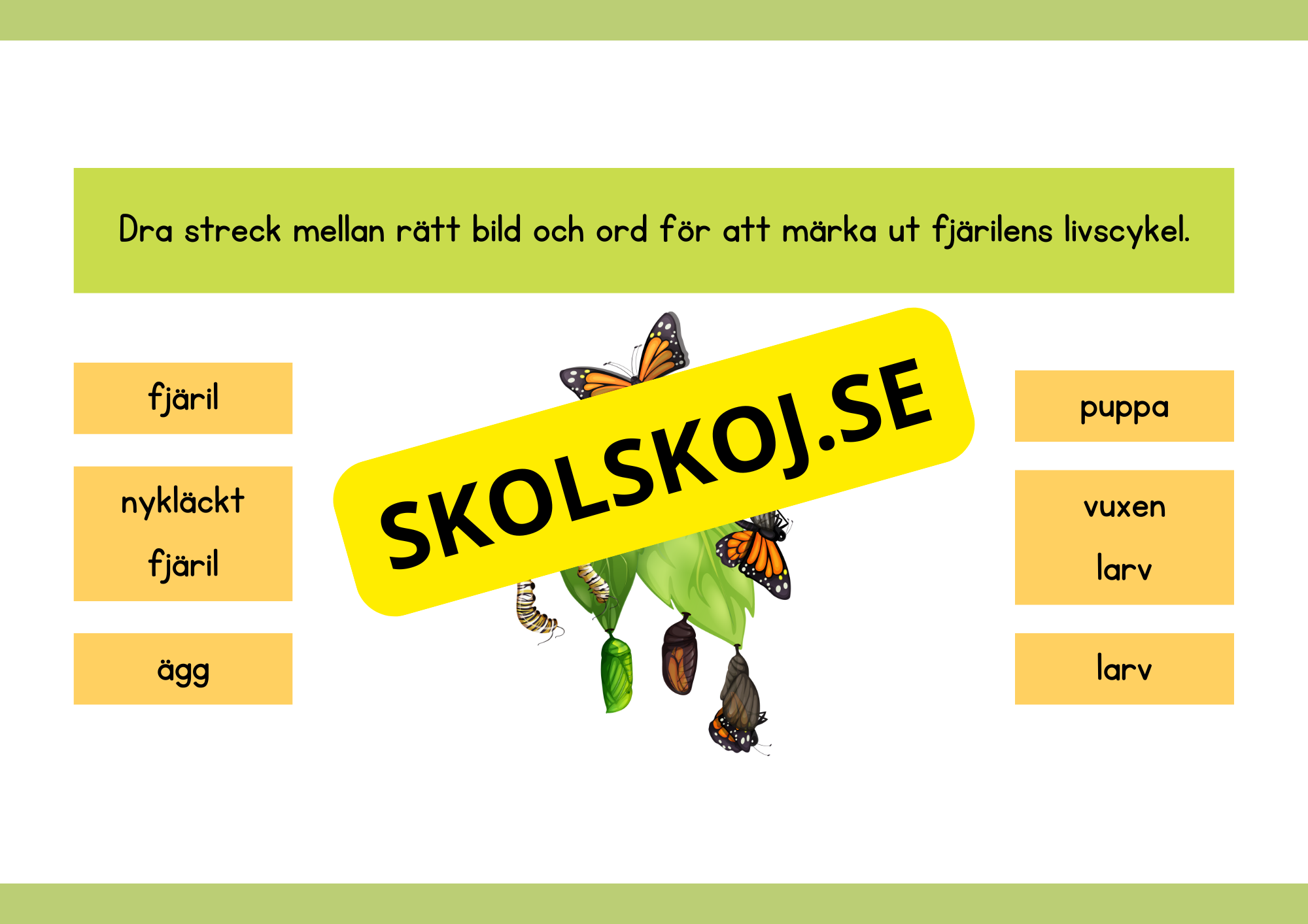 Fjärilens livscykel - Enkelt förklarat