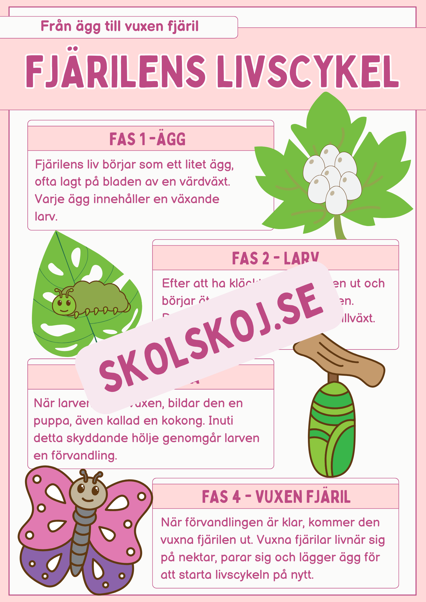 Fjärilens livscykel och lite till