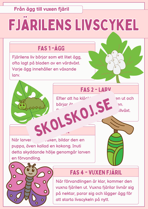 Fjärilens livscykel och lite till