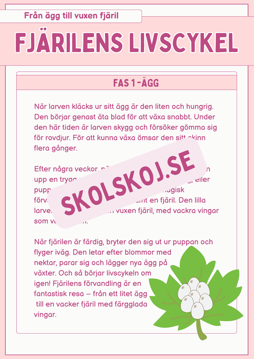 Fjärilens livscykel och lite till