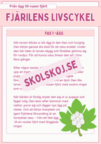 Fjärilens livscykel och lite till