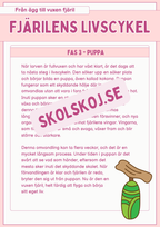Fjärilens livscykel och lite till