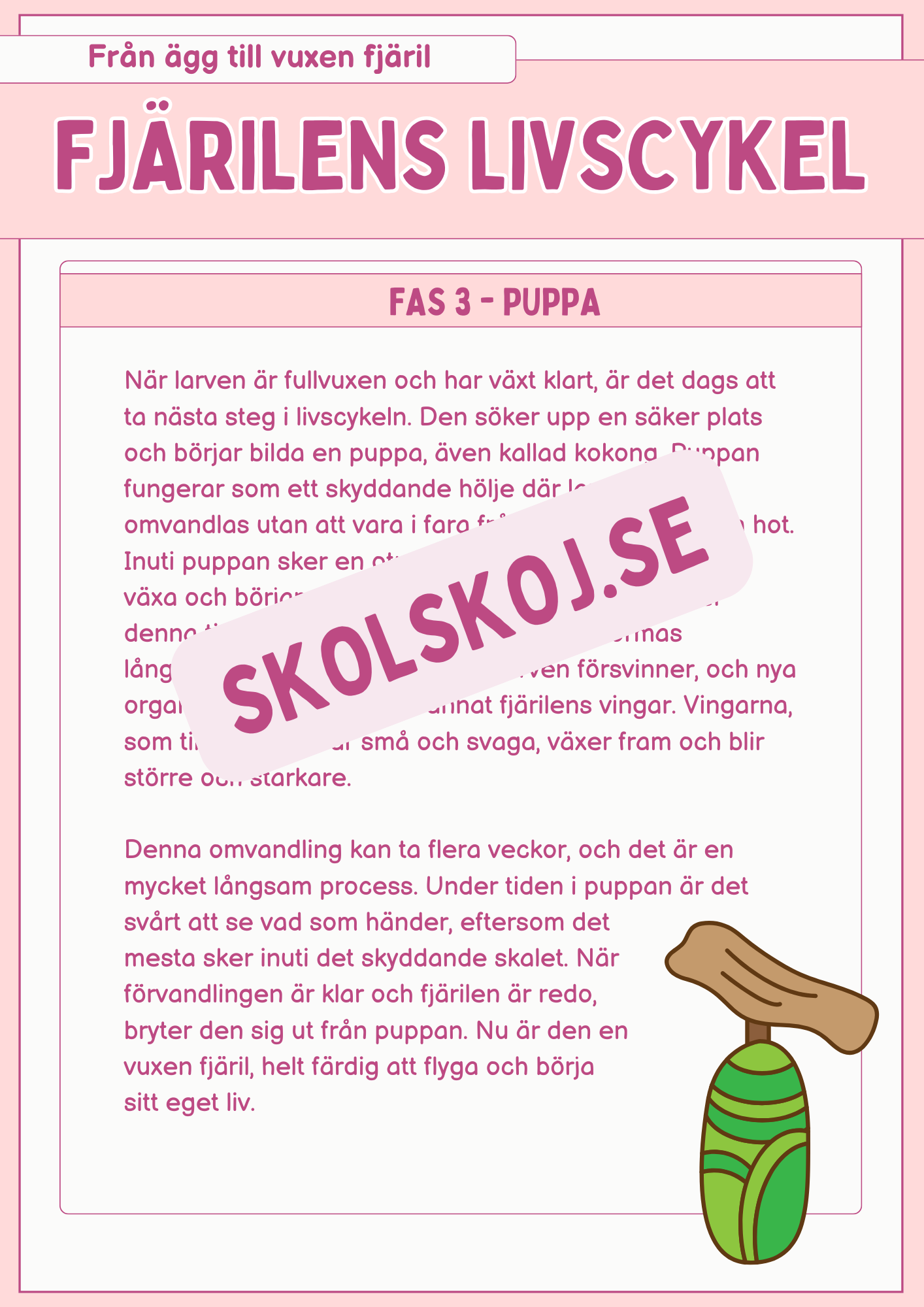 Fjärilens livscykel och lite till