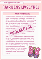 Fjärilens livscykel och lite till