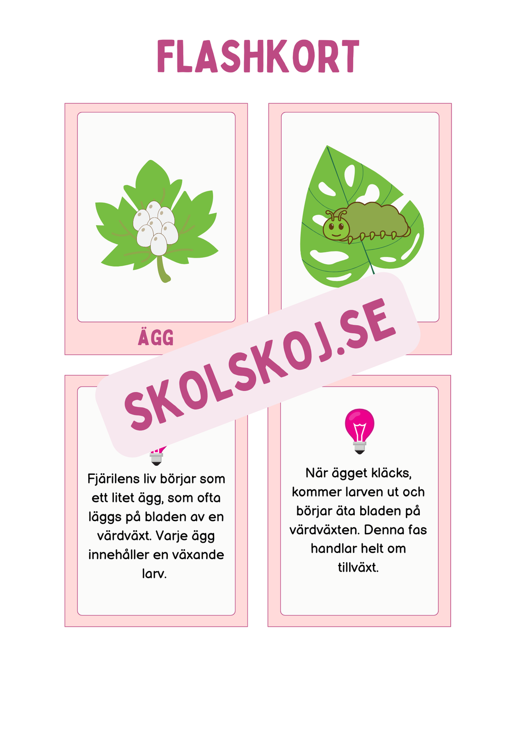 Fjärilens livscykel och lite till