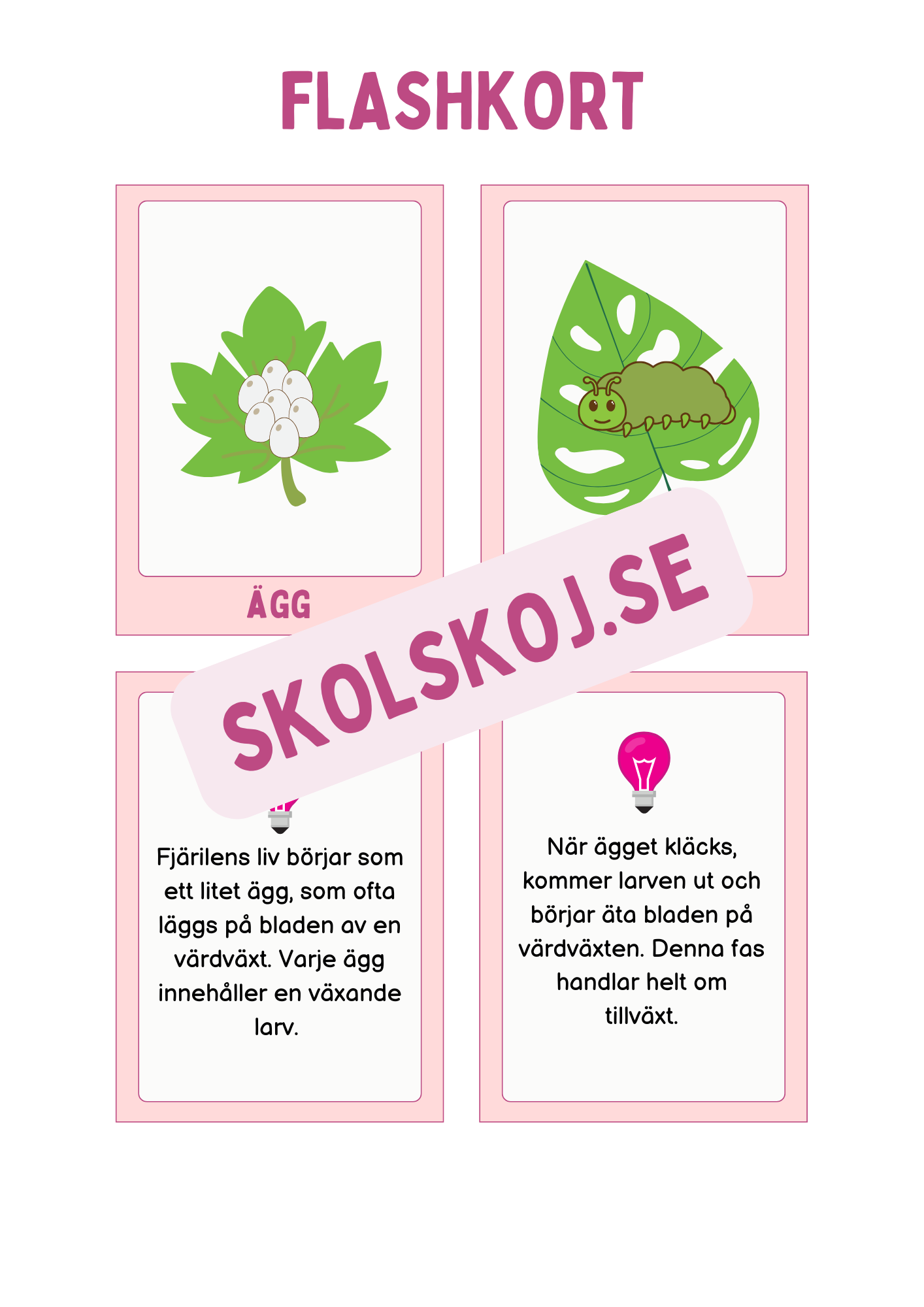 Fjärilens livscykel och lite till
