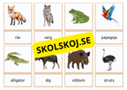 Flashkort - Vilda djur (40 kort)