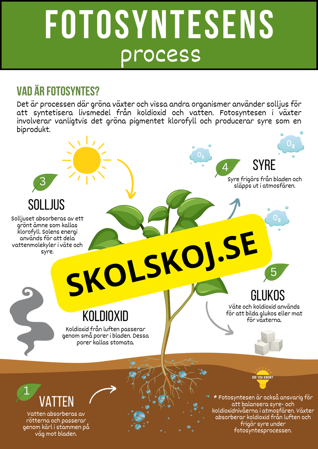 Fotosyntesens process