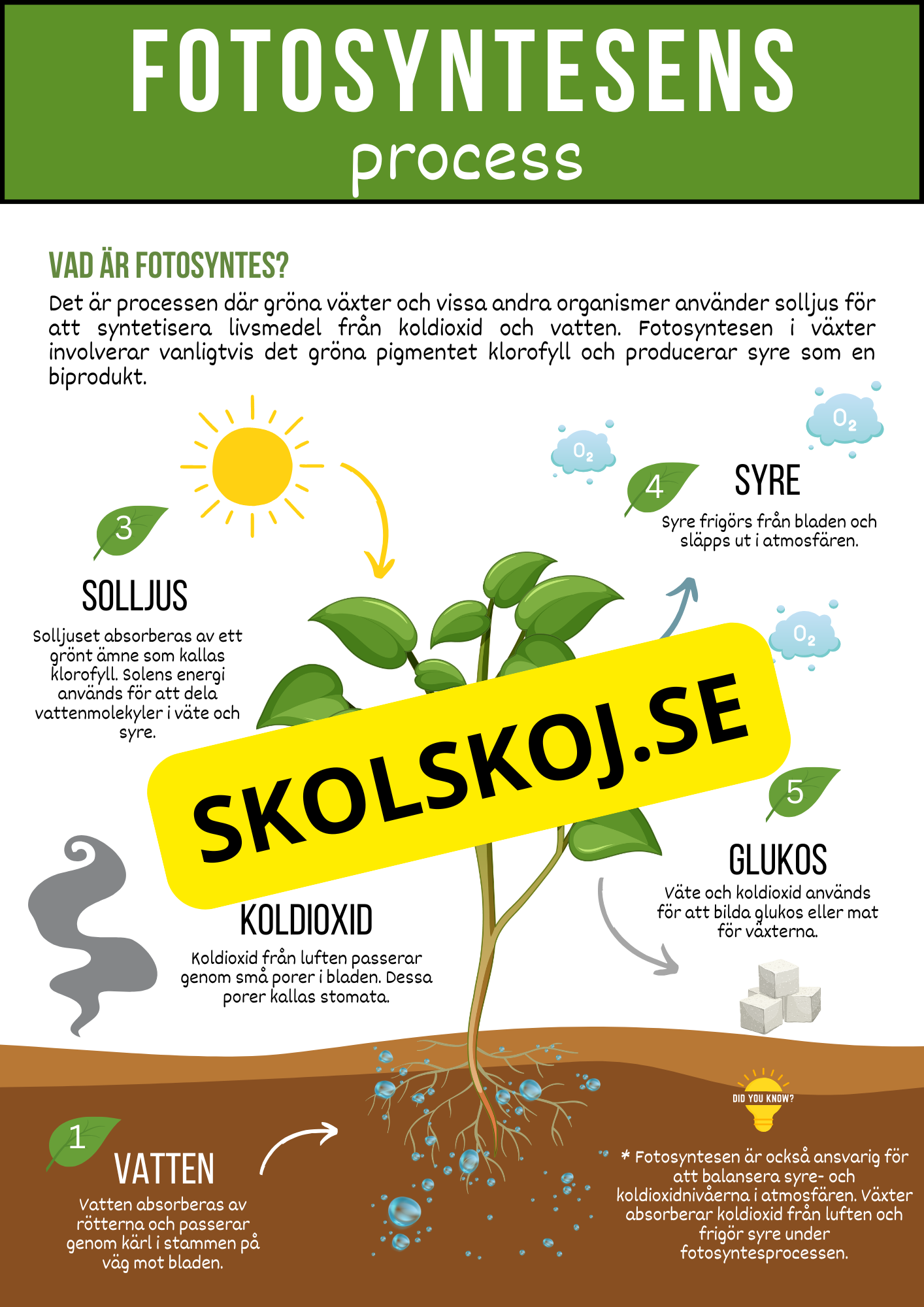 Fotosyntesens process