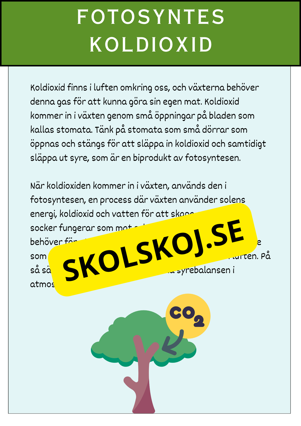 Fotosyntesens process