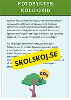 Fotosyntesens process
