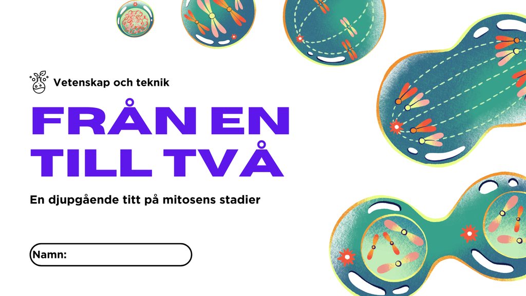 Från en till två - Mitosens stadier - Årskurs 7 - 9