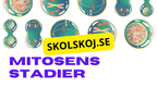 Från en till två - Mitosens stadier - Årskurs 7 - 9