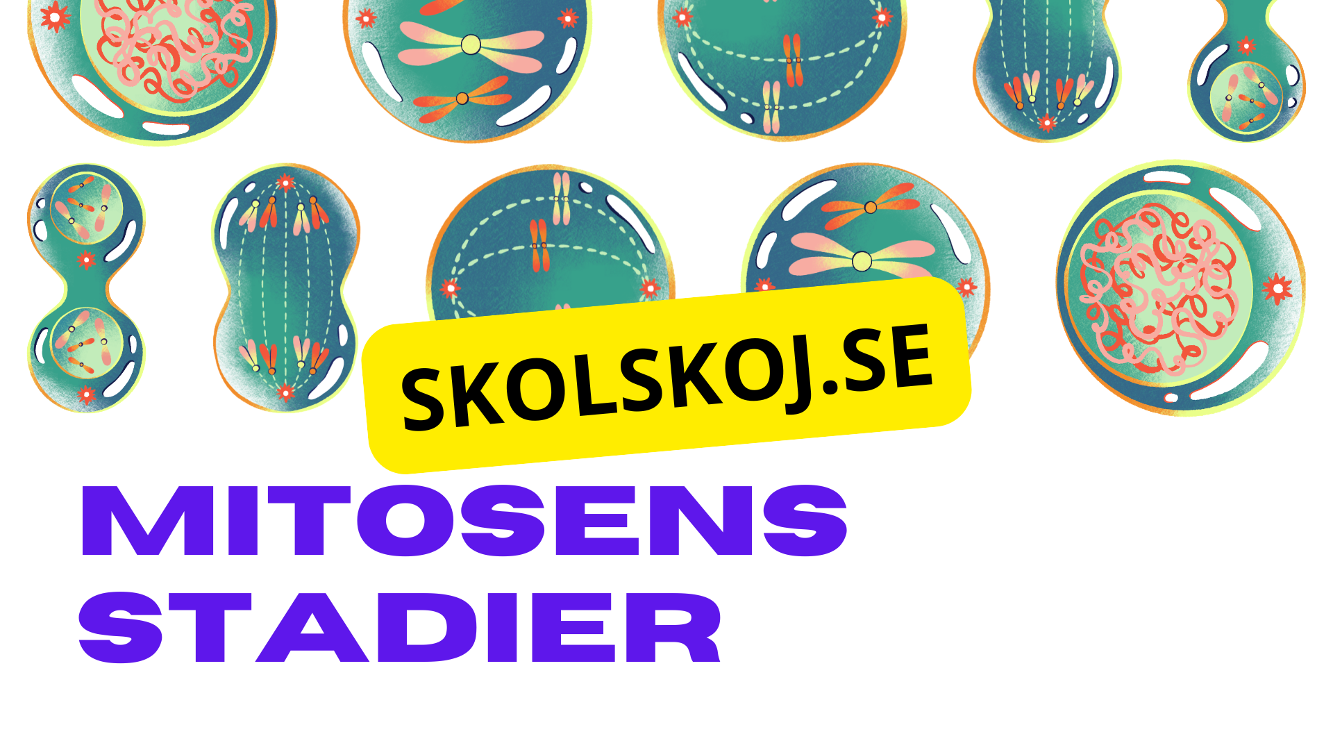 Från en till två - Mitosens stadier - Årskurs 7 - 9