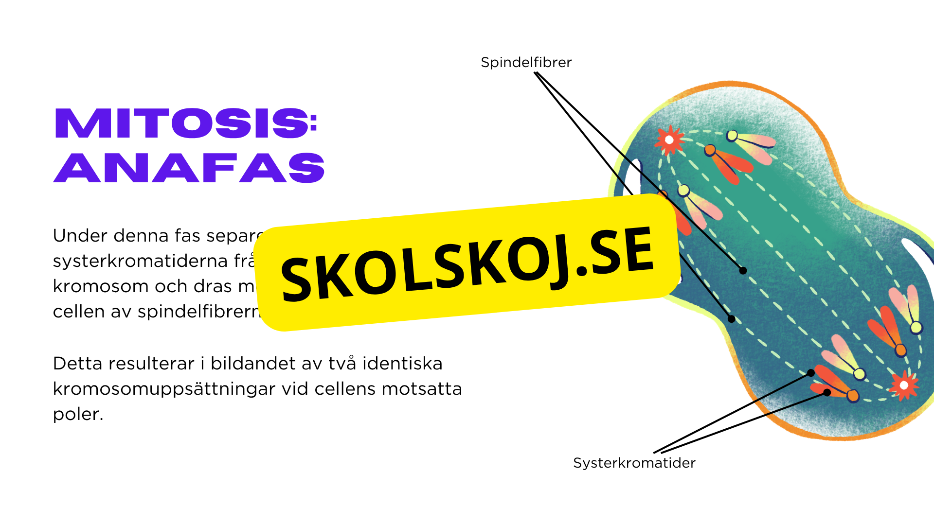 Från en till två - Mitosens stadier - Årskurs 7 - 9