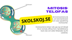 Från en till två - Mitosens stadier - Årskurs 7 - 9