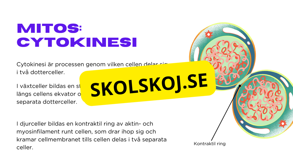 Från en till två - Mitosens stadier - Årskurs 7 - 9