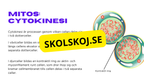 Från en till två - Mitosens stadier - Årskurs 7 - 9