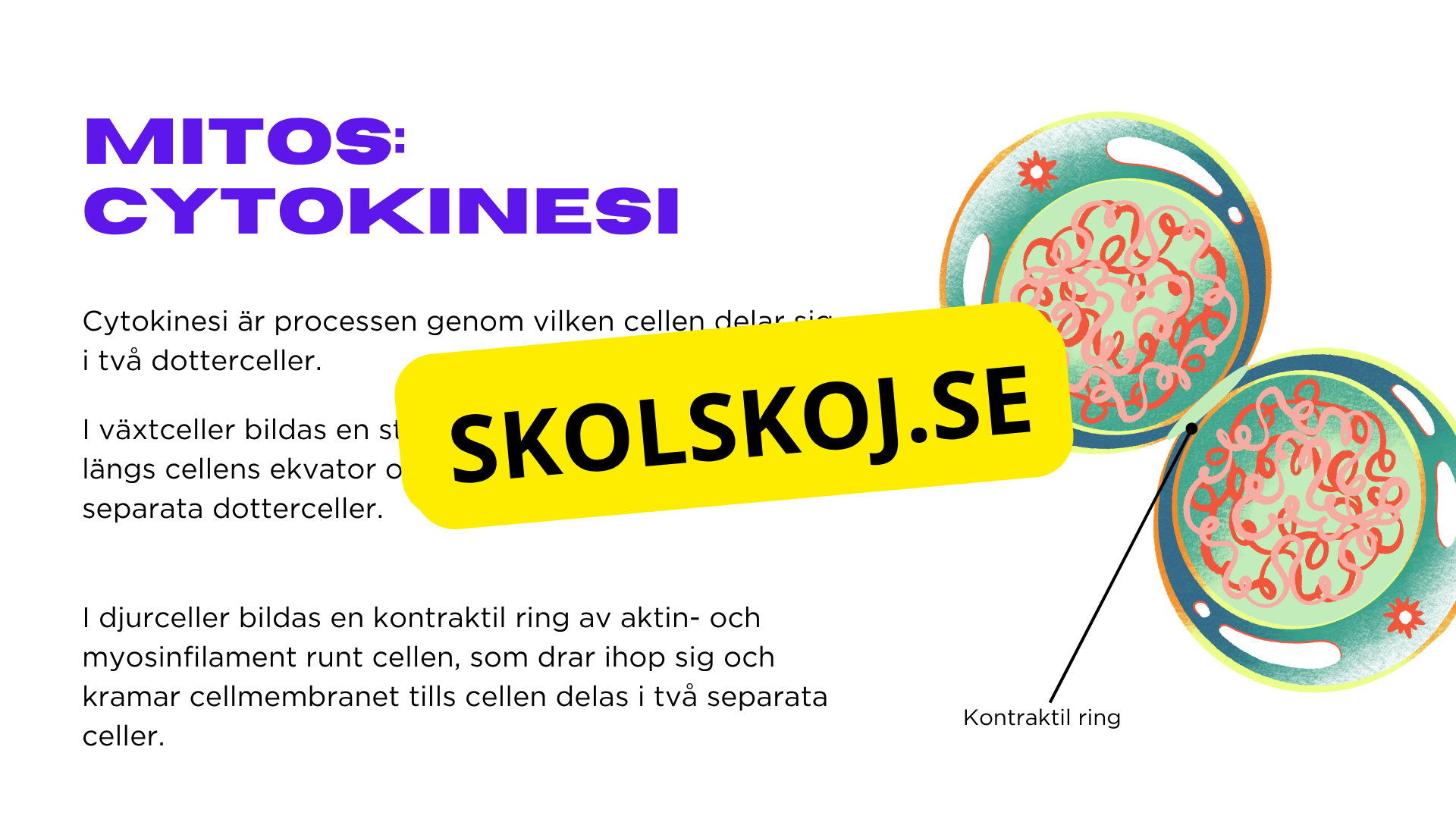 Från en till två - Mitosens stadier - Årskurs 7 - 9