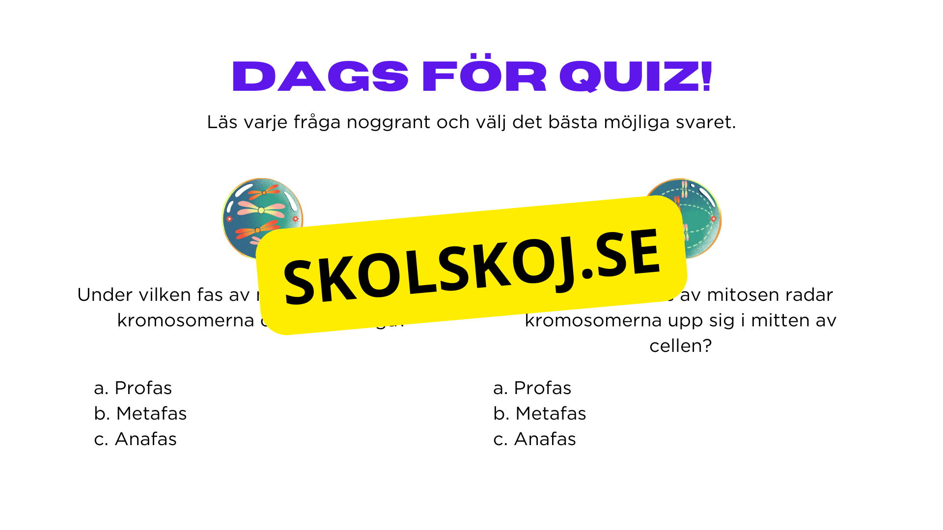 Från en till två - Mitosens stadier - Årskurs 7 - 9