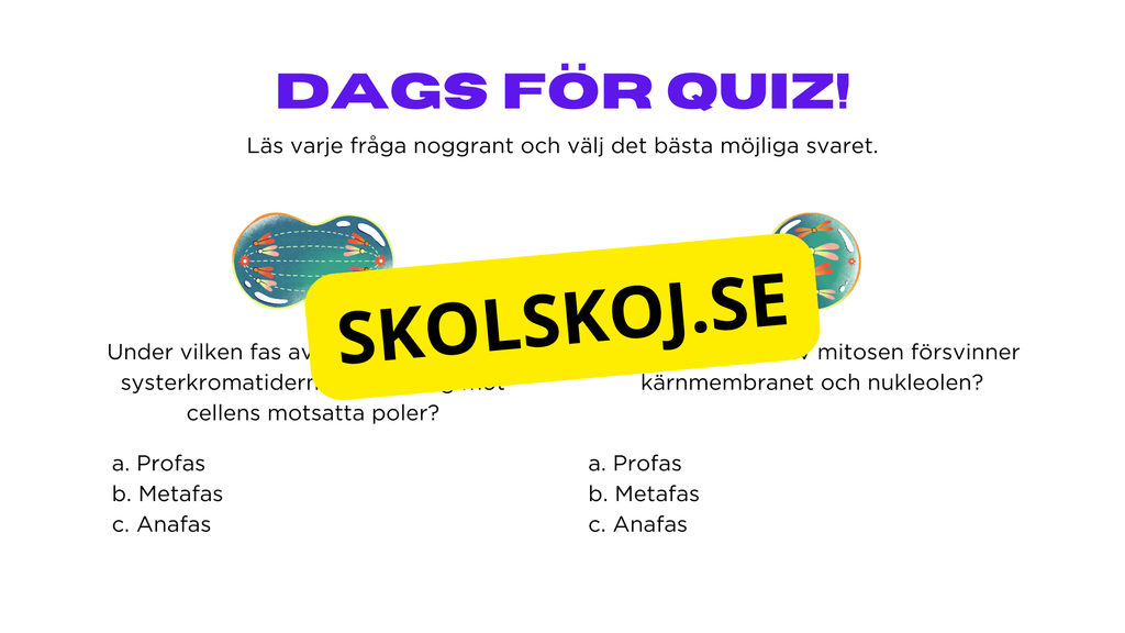Från en till två - Mitosens stadier - Årskurs 7 - 9
