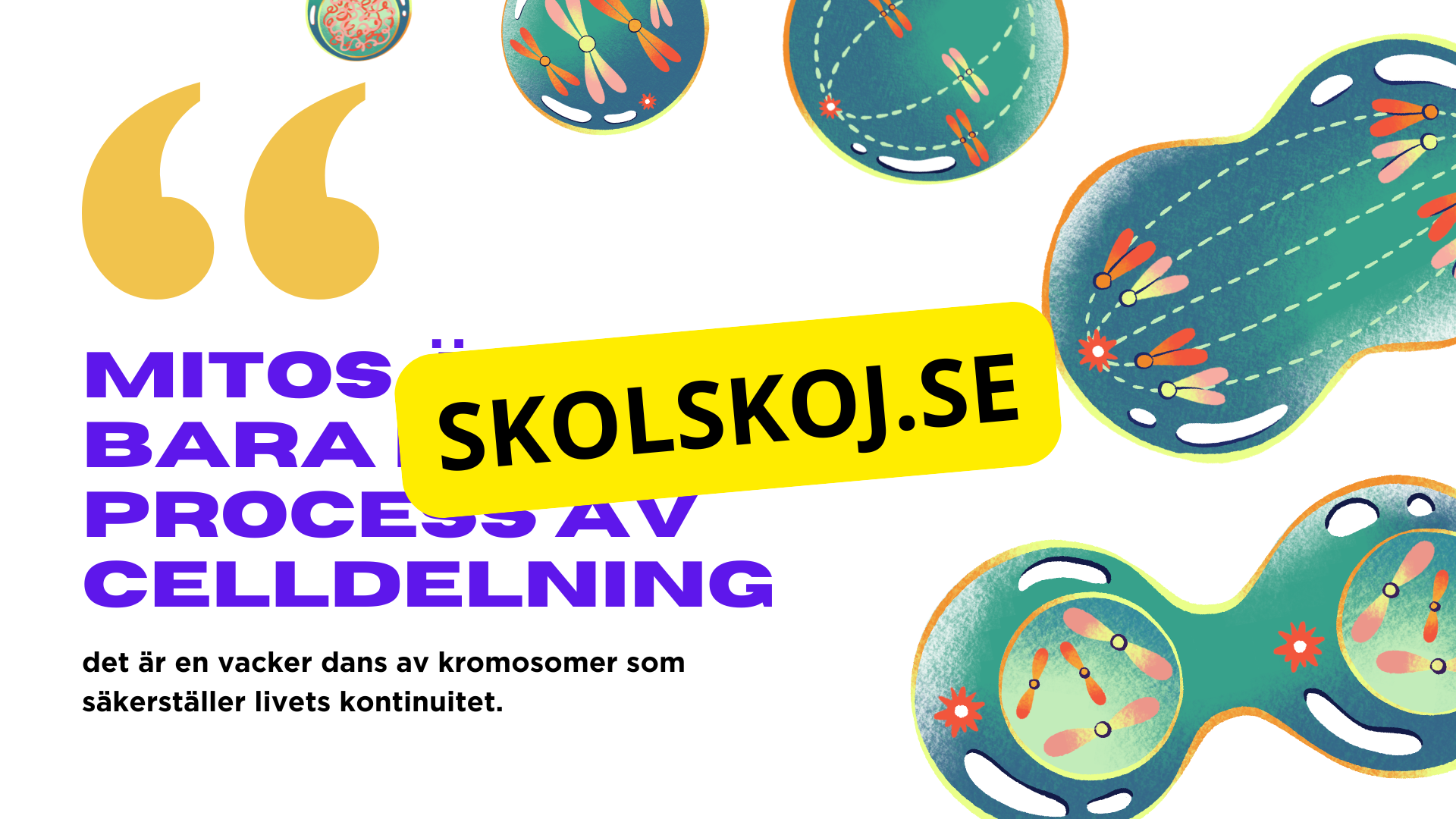 Från en till två - Mitosens stadier - Årskurs 7 - 9