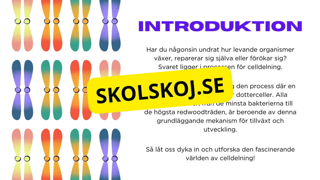Från en till två - Mitosens stadier - Årskurs 7 - 9