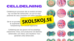 Från en till två - Mitosens stadier - Årskurs 7 - 9