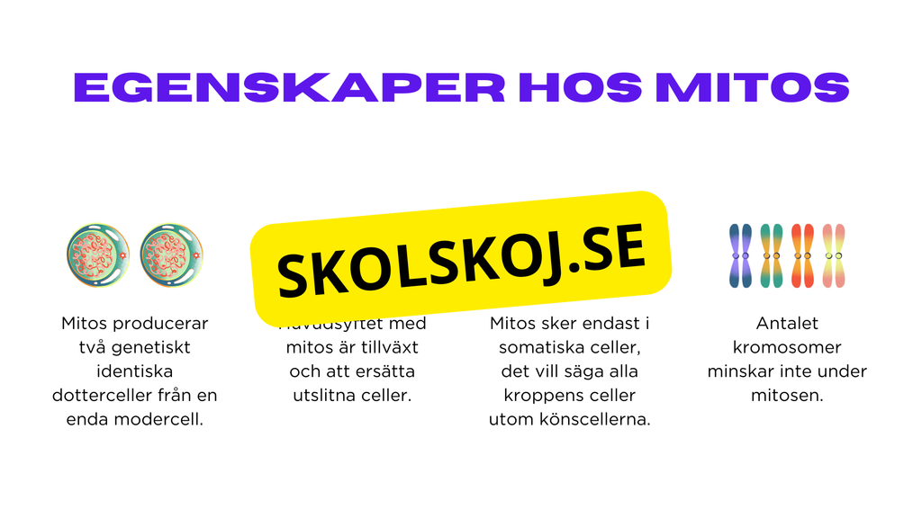 Från en till två - Mitosens stadier - Årskurs 7 - 9