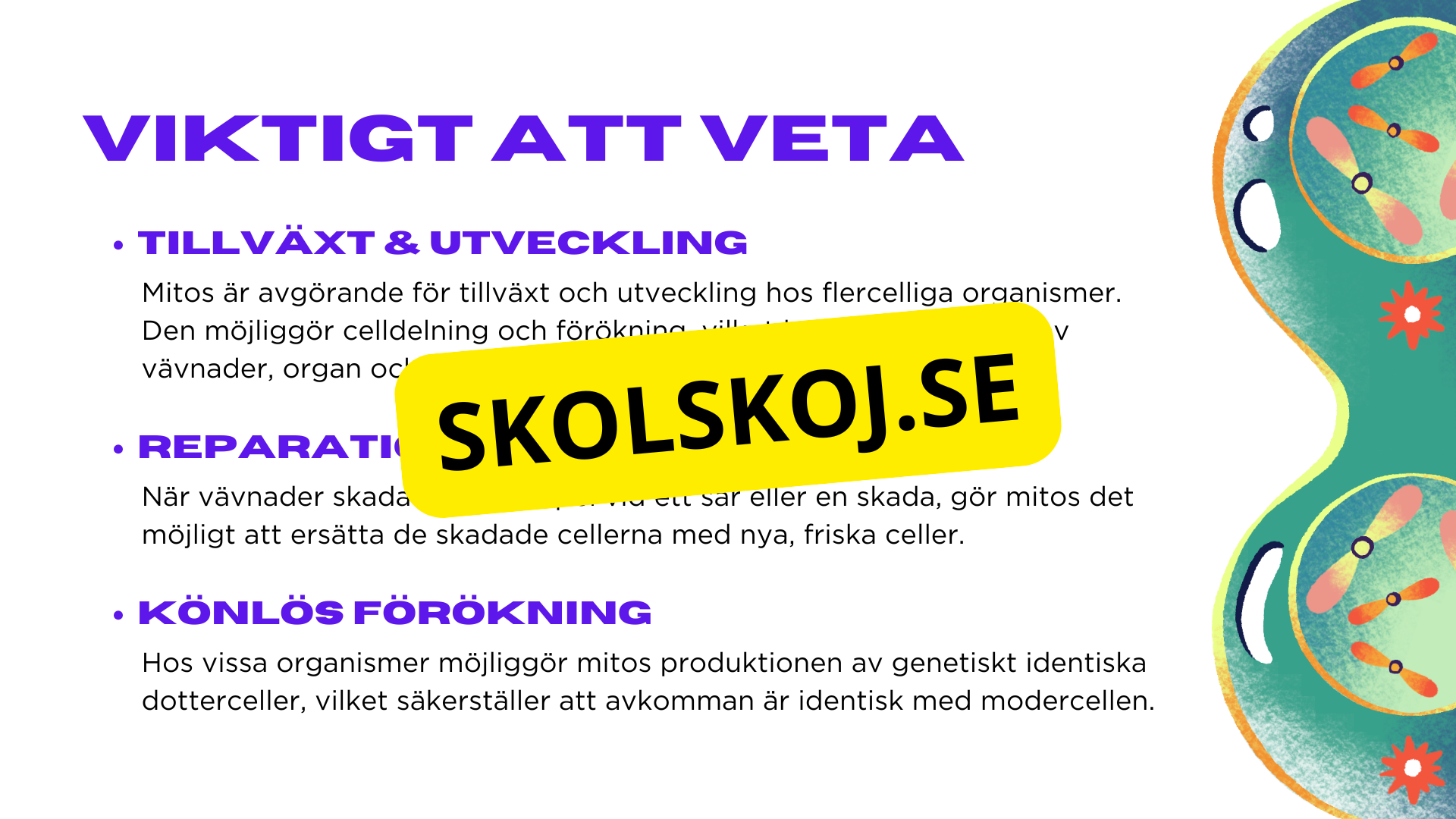 Från en till två - Mitosens stadier - Årskurs 7 - 9