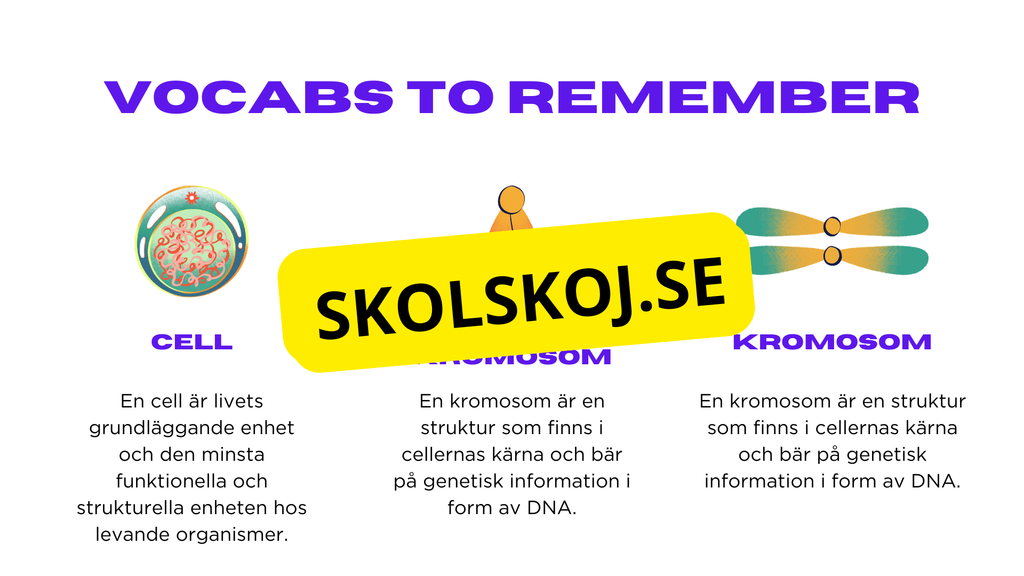 Från en till två - Mitosens stadier - Årskurs 7 - 9