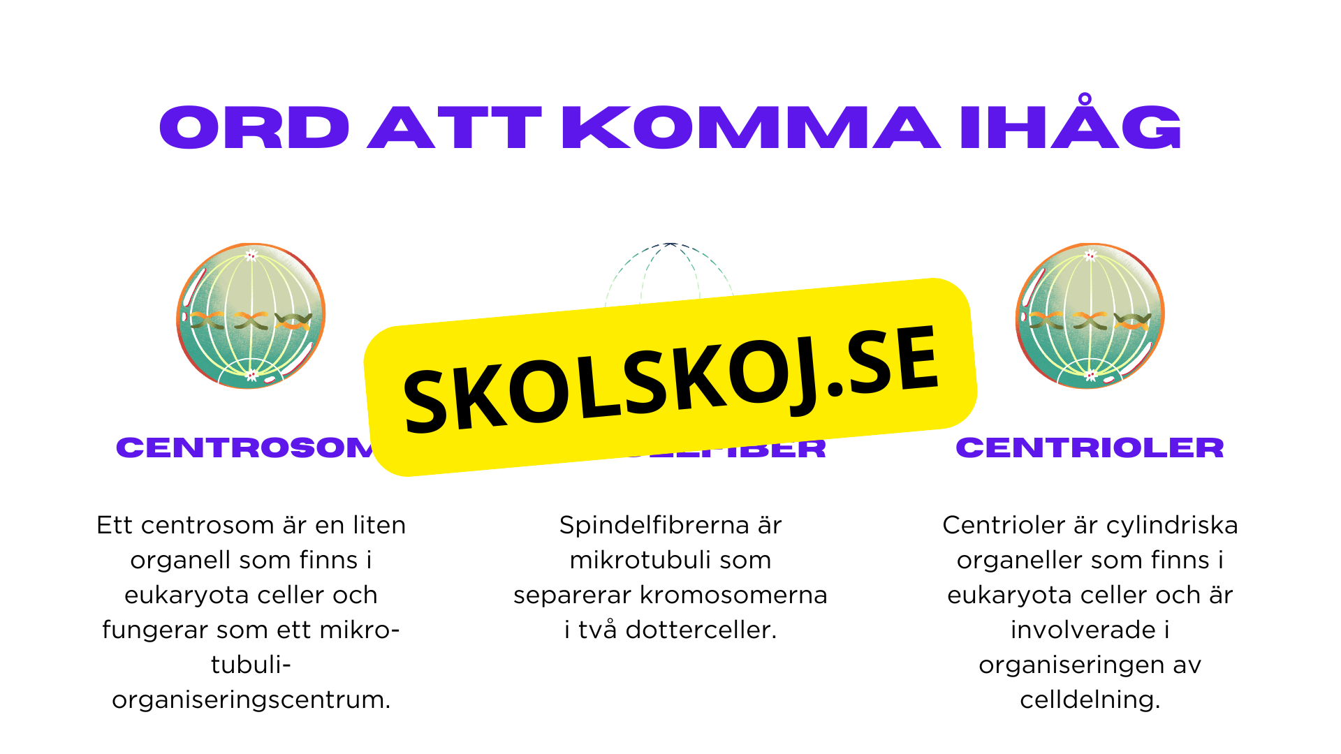 Från en till två - Mitosens stadier - Årskurs 7 - 9