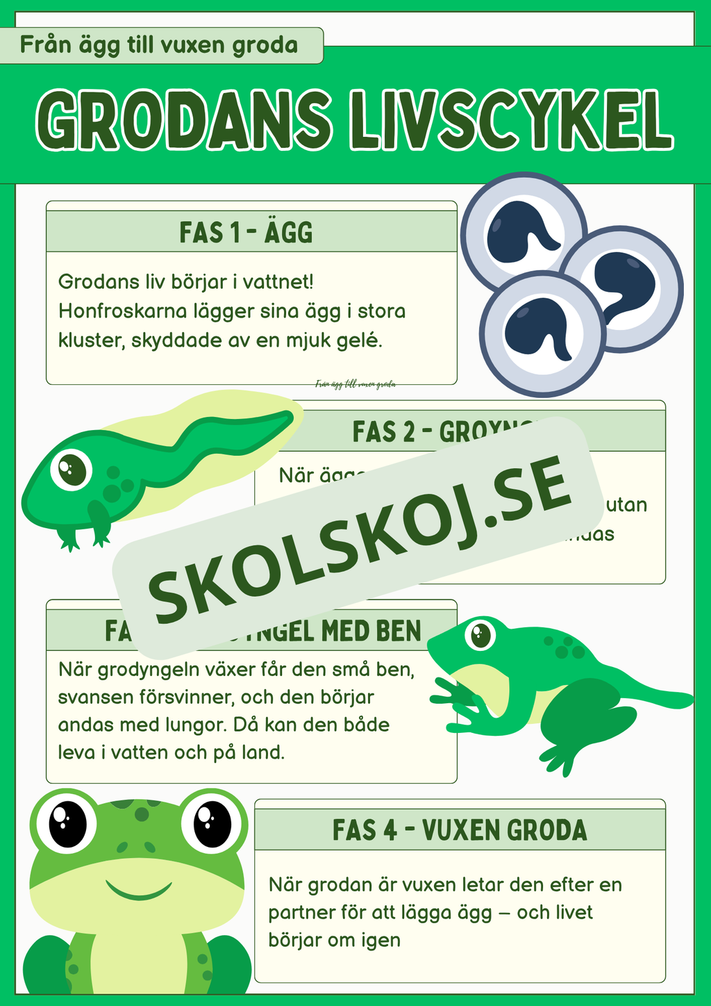 Grodans livscykel och lite till