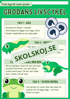 Grodans livscykel och lite till