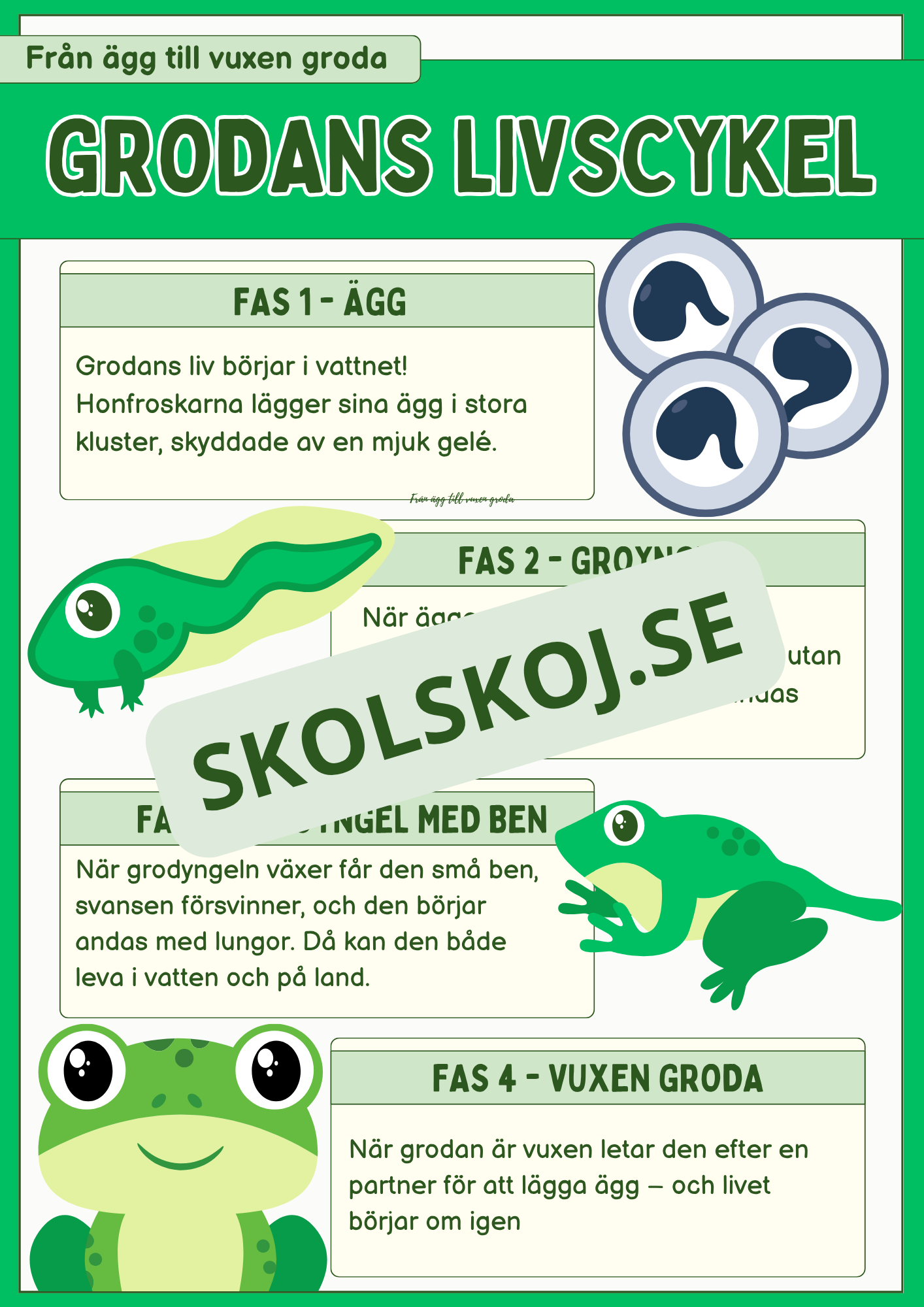 Grodans livscykel och lite till