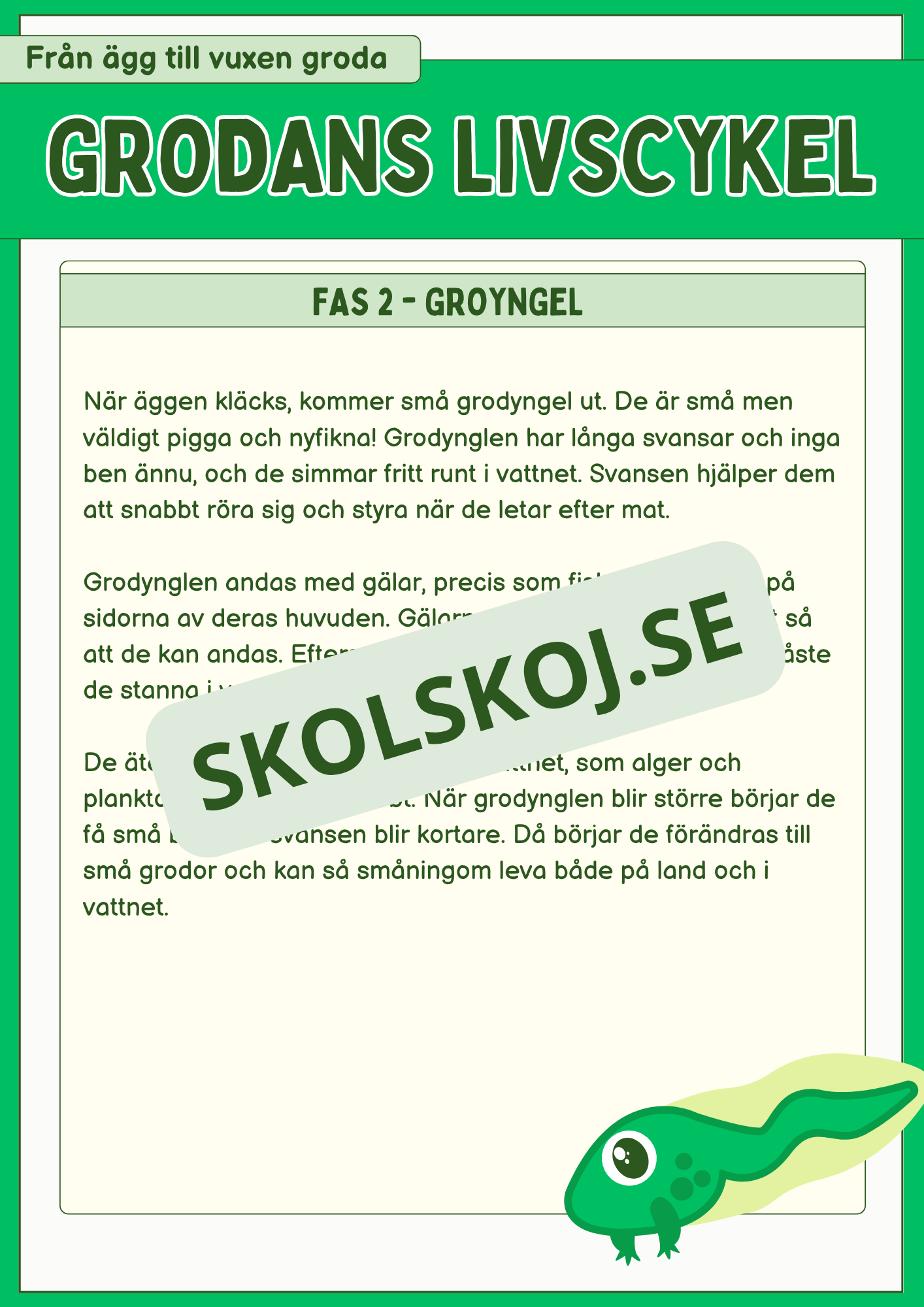 Grodans livscykel och lite till