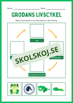 Grodans livscykel och lite till