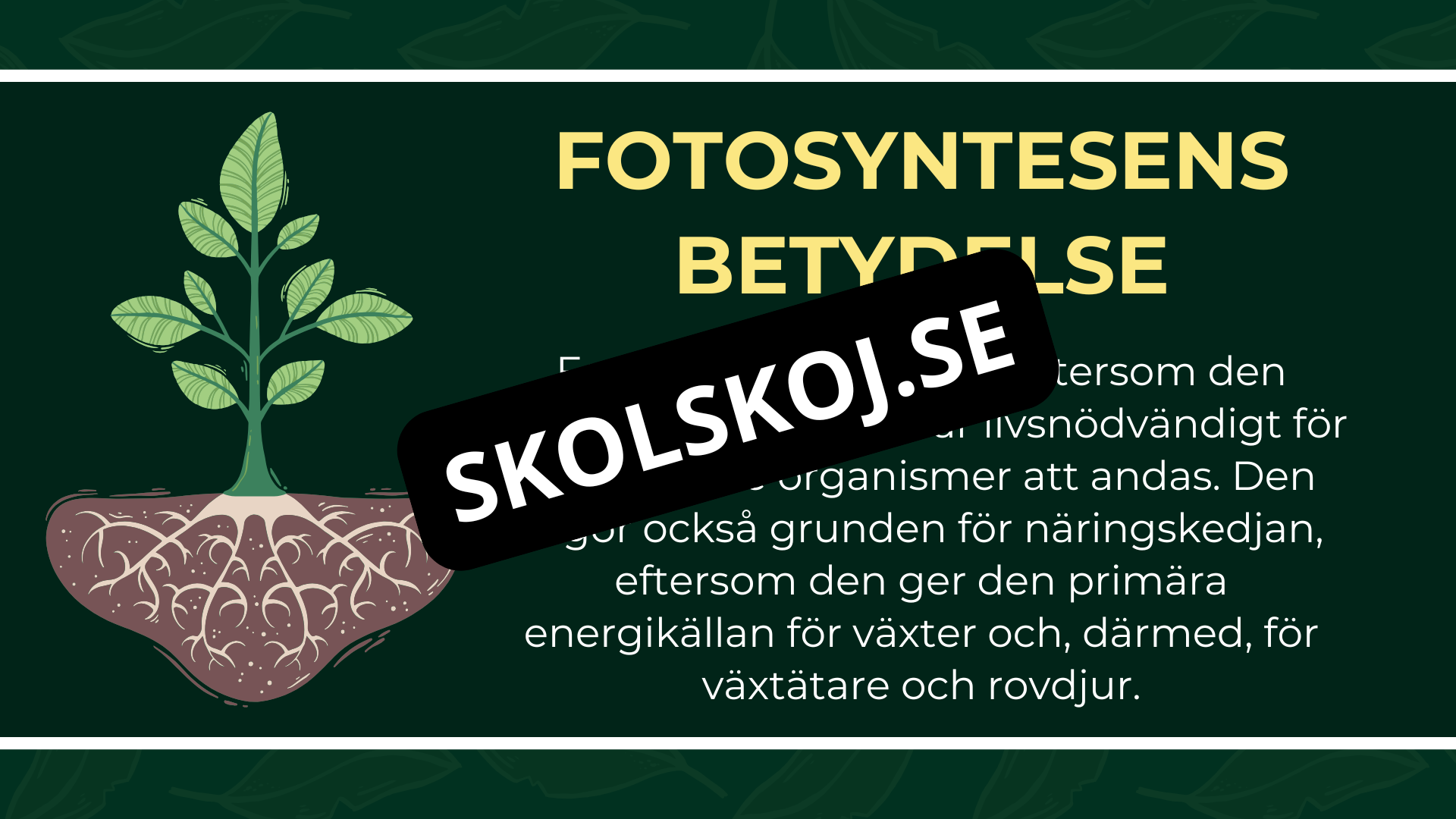 Grunderna i fotosyntes + frågor