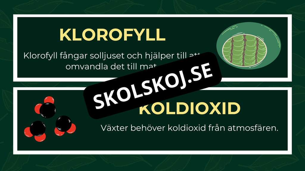 Grunderna i fotosyntes + frågor