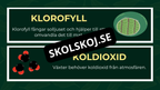 Grunderna i fotosyntes + frågor