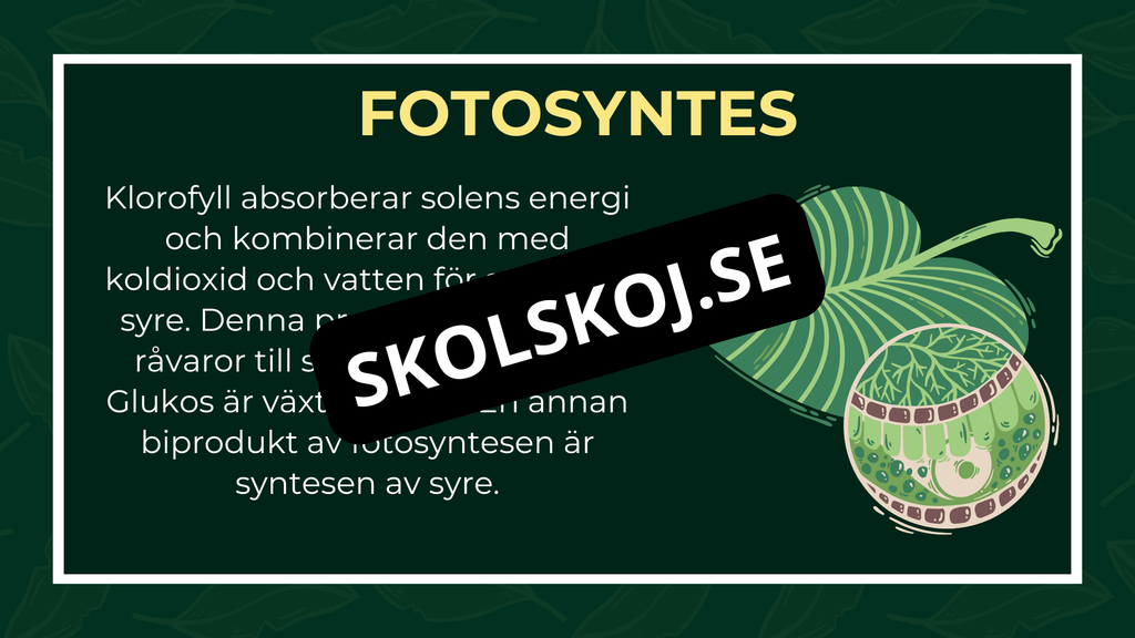 Grunderna i fotosyntes + frågor
