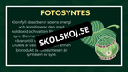 Grunderna i fotosyntes + frågor