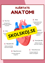 Hjärtats anatomi