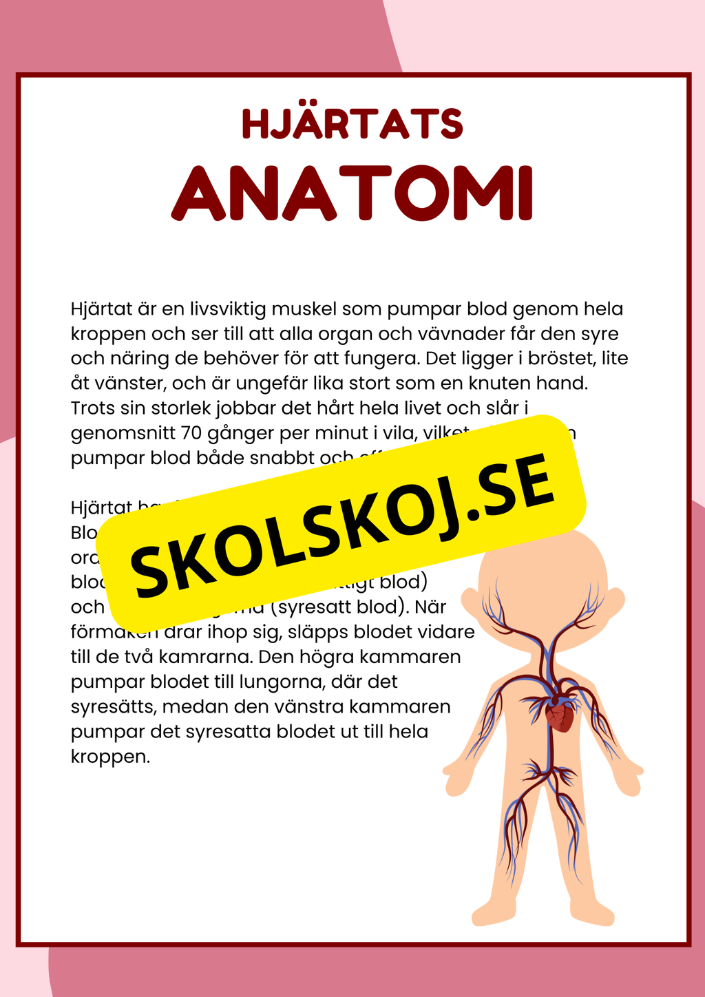 Hjärtats anatomi