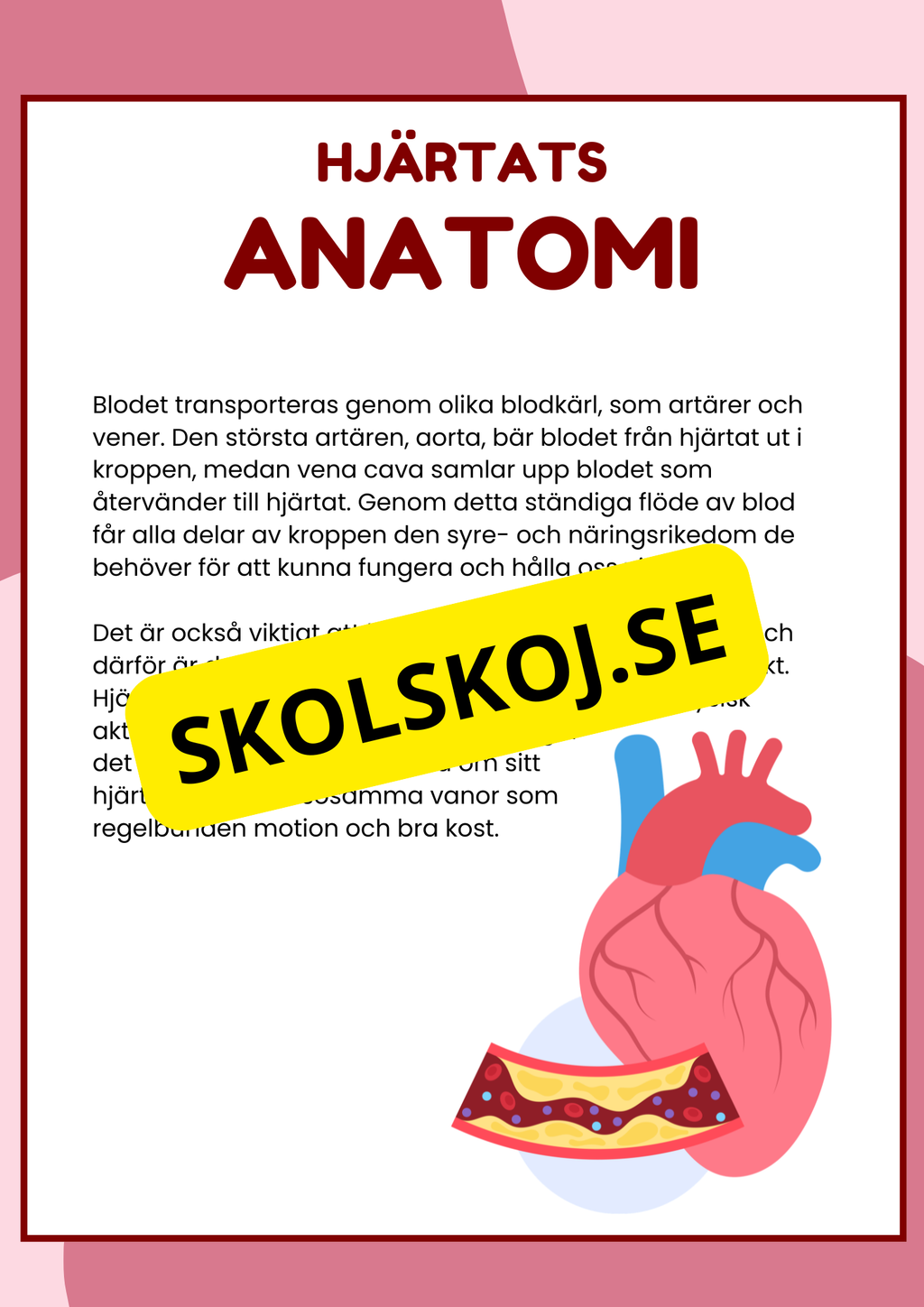 Hjärtats anatomi