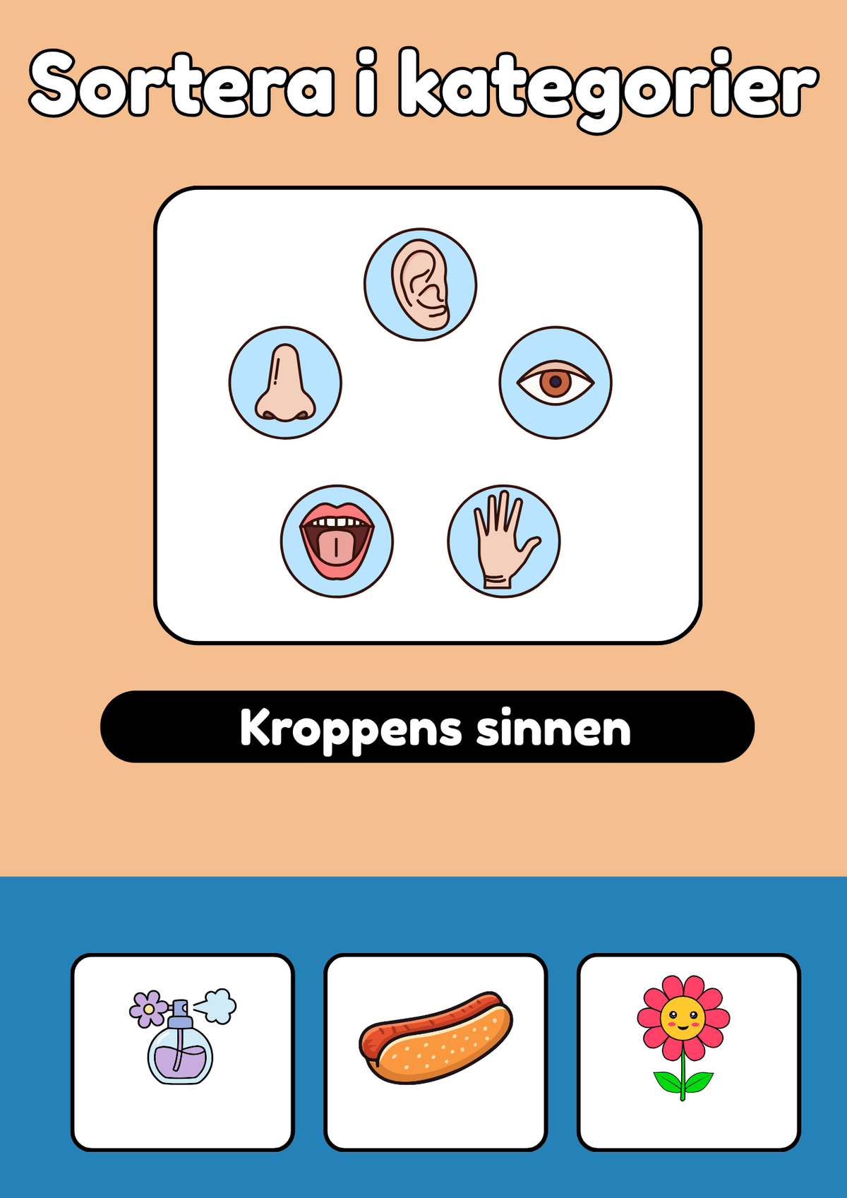 Kroppens sinnen - Sortera i kategorier
