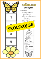 Llivscykler - Groda, fjäril, äpple, kyckling