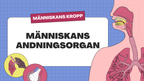 Människans andningsorgan - Årskurs 7 - 9